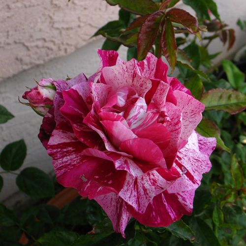 Rosa Purple Tiger™ - ružová - Stromkové ruže,  kvety kvitnú v skupinkáchstromková ruža s kríkovitou tvarou koruny